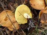 Suillus brevipes image