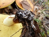 Suillus brevipes image