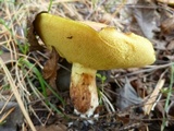 Suillus brevipes image