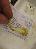 Hygrophorus chrysodon image