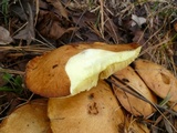 Suillus brevipes image