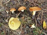 Suillus brevipes image