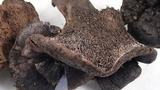 Sarcodon fuscoindicus image