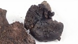 Sarcodon fuscoindicus image