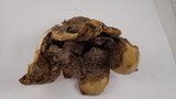 Scleroderma polyrhizum image