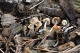 Mycena amicta image