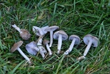 Clitocybe tarda image