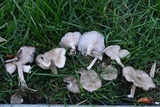 Clitocybe tarda image