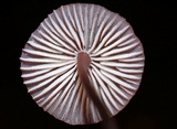 Mycena purpureofusca image