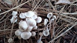 Mycena capillaripes image