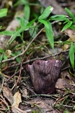Gomphus clavatus image