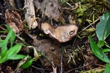 Gomphus clavatus image