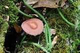 Lentinula boryana image