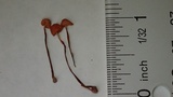 Marasmius curreyi image