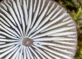 Mycena purpureofusca image