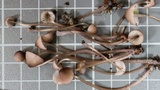 Mycena purpureofusca image