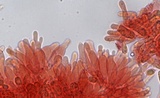 Mycena purpureofusca image