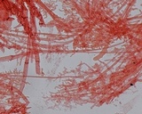 Mycena purpureofusca image