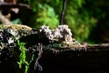 Xylaria cubensis image