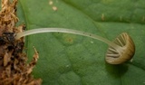 Mycena fuliginella image