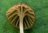 Mycena fuliginella image