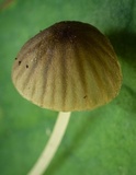 Mycena fuliginella image
