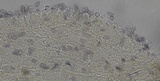 Mycena fuliginella image