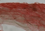 Mycena fuliginella image