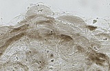 Mycena fuliginella image
