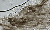 Mycena fuliginella image