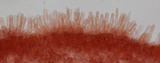 Mycena fuliginella image