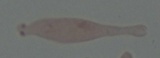 Mycena fuliginella image