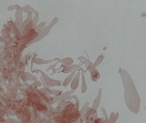 Mycena fuliginella image