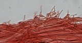 Mycena fuliginella image