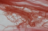 Mycena fuliginella image