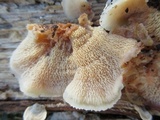 Merulius tremellosus image