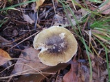 Tricholoma subsejunctum image