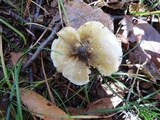 Tricholoma subsejunctum image