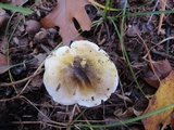 Tricholoma subsejunctum image