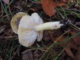 Tricholoma subsejunctum image