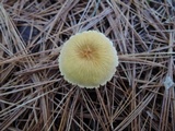 Cystoderma amianthinum image