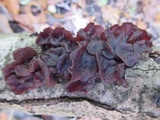 Exidia recisa image
