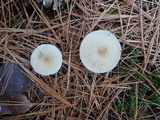 Clitocybe fragrans image