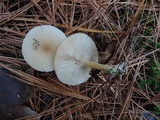 Clitocybe fragrans image