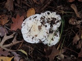 Hygrophorus sordidus image