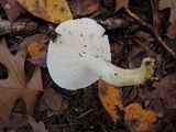Hygrophorus sordidus image