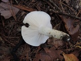 Hygrophorus sordidus image