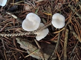 Leucocybe candicans image