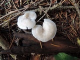 Leucocybe candicans image