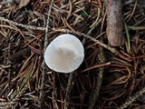 Leucocybe candicans image